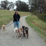 Big dog pack walk