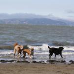 Fun times at Albany Bulb