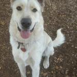 Bodie loves the park