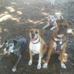Apollo, Leila, and Barken having a boxer party at the park. (Charlie photo bombing them)